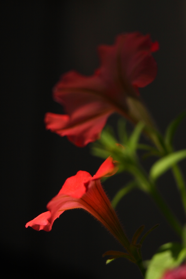 2014 06 28 HTP 66344
